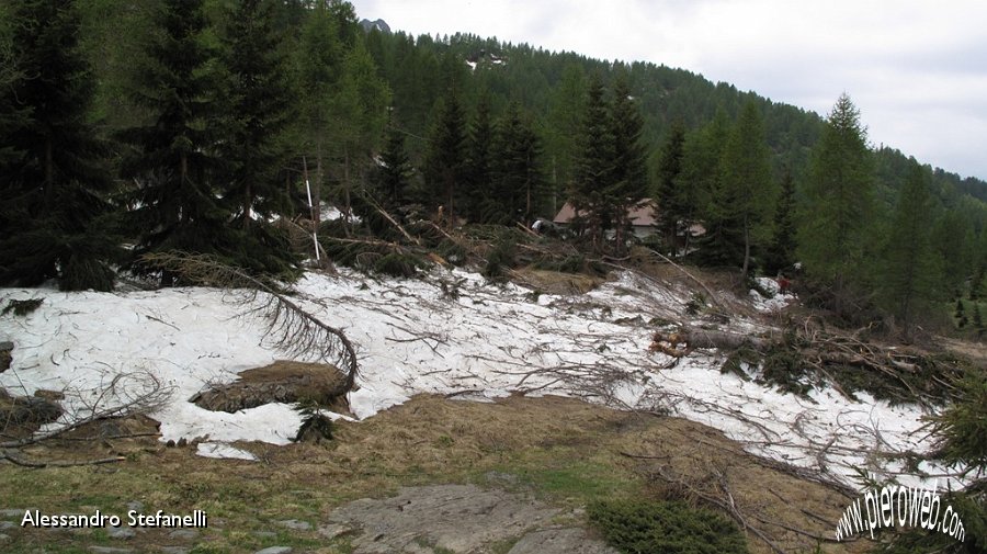 12 Pineta abbattuta dietro la baita.jpg